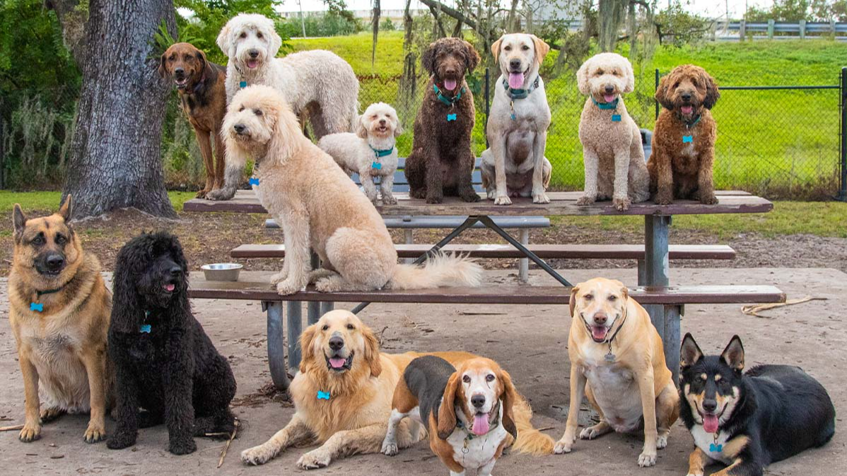 سگ و نژادهای مختلف آن | راهنمای کامل شناخت انواع نژاد سگ